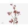 ROSA CORALLO GREEN 150CM