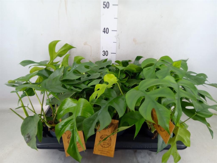 <h4>Monstera   ...</h4>