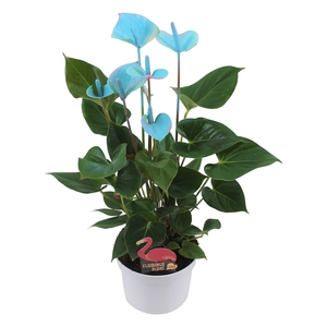 Anthurium XL.0 Blauw/blue 14cm (24 uur besteltijd)