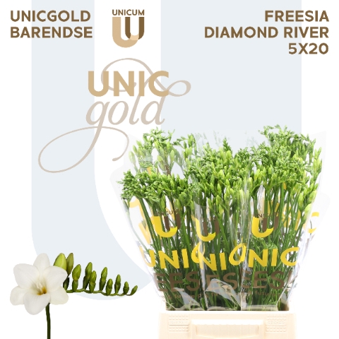 <h4>UG Barendse - Diamond River 5x20</h4>