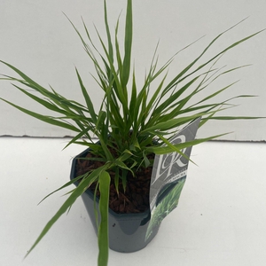 Hakonechloa macra
