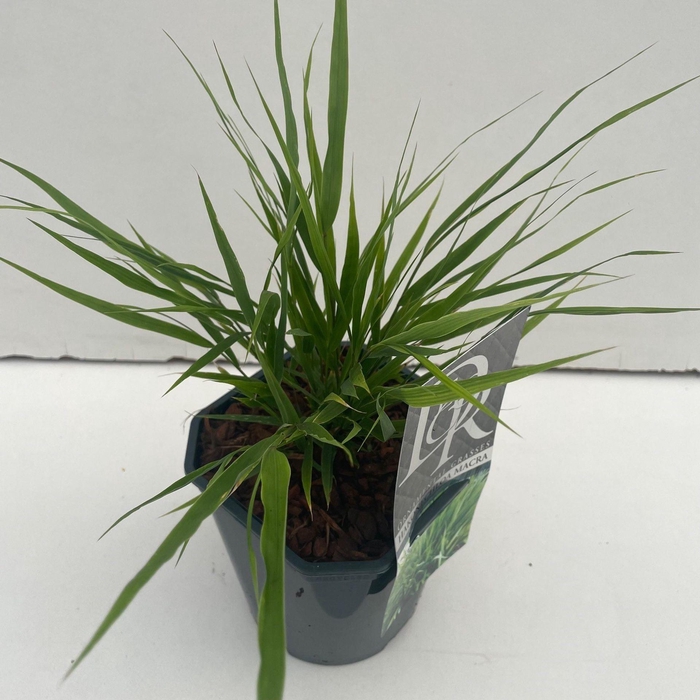 <h4>Hakonechloa macra</h4>
