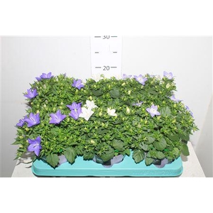 Campanula Isophylla Mix