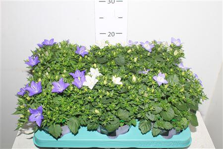 <h4>Campanula Isophylla Mix</h4>