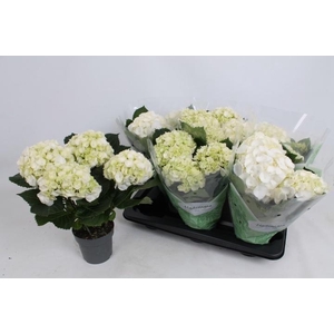 HYDR M CRYSTAL PALAC