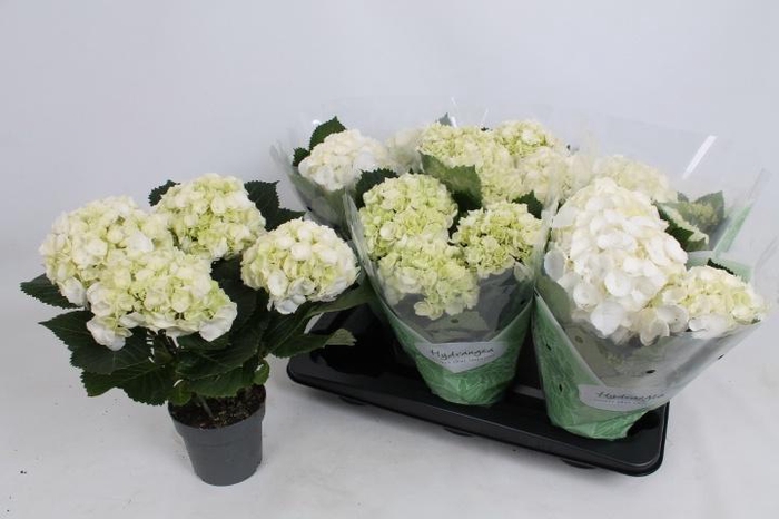 <h4>HYDR M CRYSTAL PALAC</h4>