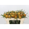 Banksia Dryandra