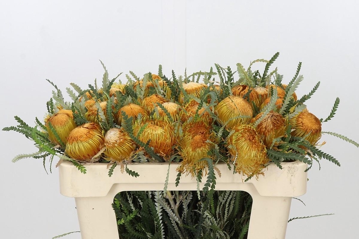 <h4>Banksia Dryandra</h4>