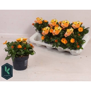 CALENDUL OFFICINALIS