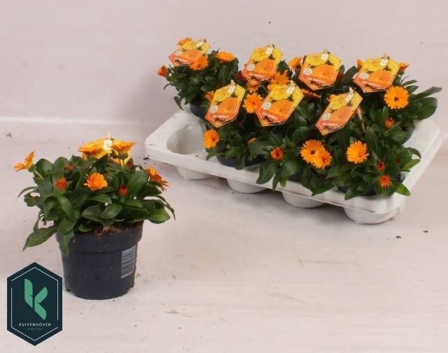 <h4>CALENDUL OFFICINALIS</h4>