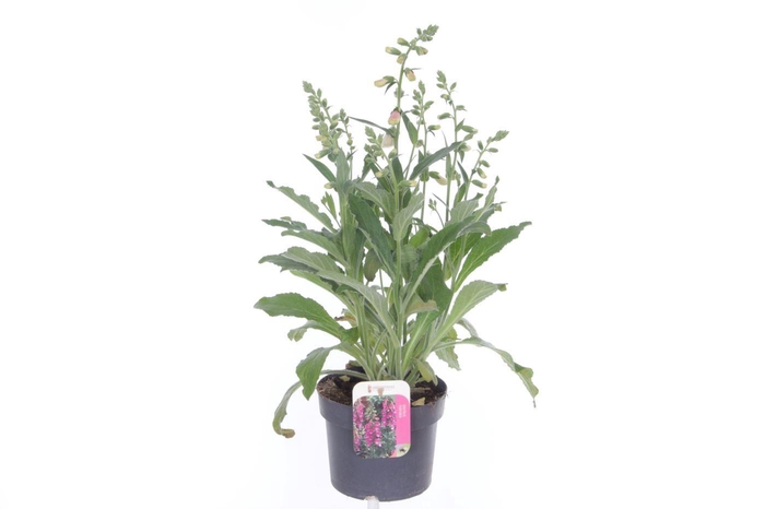 <h4>Digitalis purp. William Early Rose</h4>