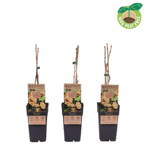 Ribes rubrum Witte Parel