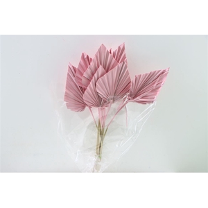 Dried Palm Spear 10pc L Pink Bunch