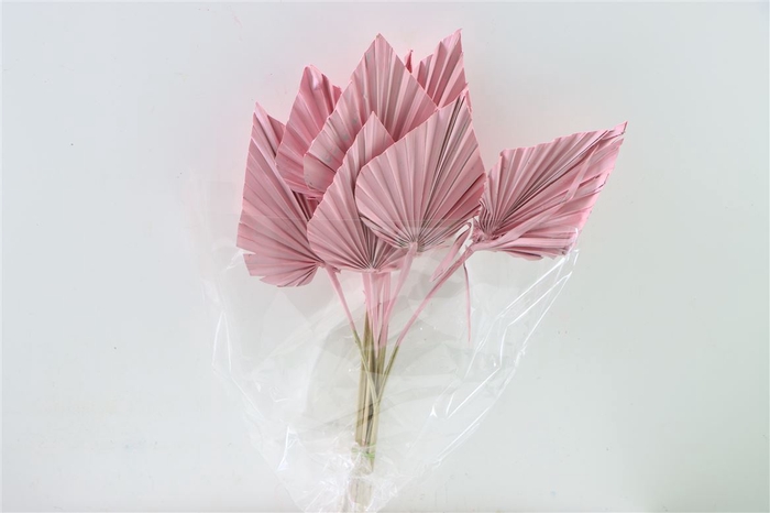 Dried Palm Spear 10pc L Pink Bunch