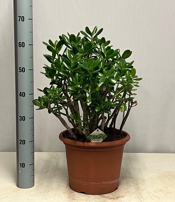 <h4>CRASS OVATA</h4>