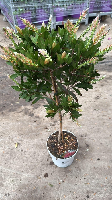 <h4>CALLIS CI SPLENDENS</h4>