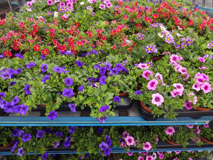 <h4>PET MINIFAMOUS MIXK</h4>