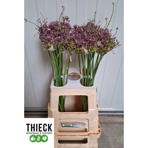ALLIUM GREEN DROPS