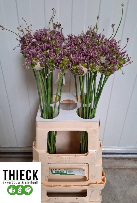 <h4>ALLIUM GREEN DROPS</h4>