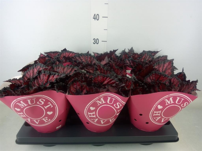 <h4>Begonia BD 'MagicColours Etna'</h4>