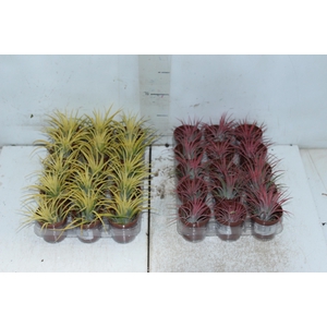 BROMELIA TILLANDSIA IONANTHA VB P05
