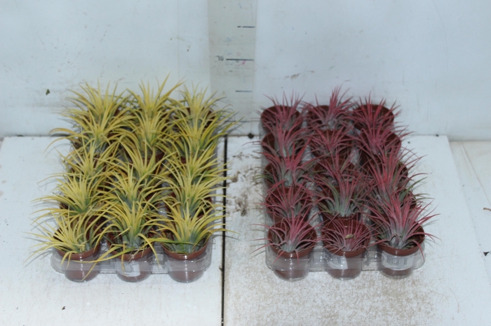 <h4>BROMELIA TILLANDSIA IONANTHA VB P05</h4>
