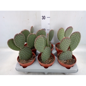 Opuntia microdasys