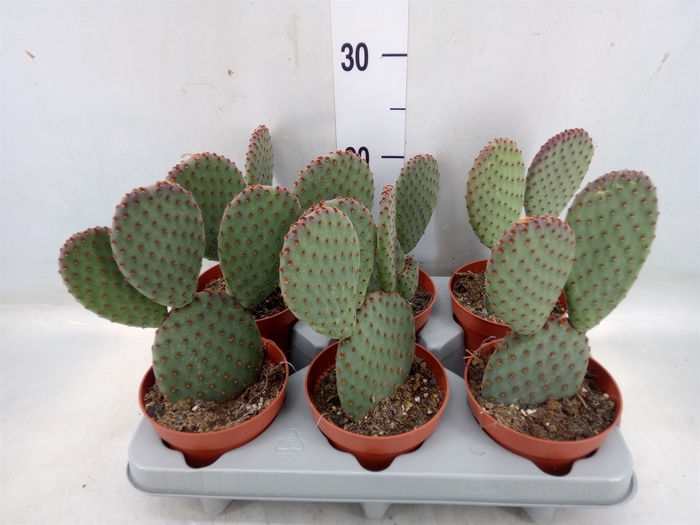 <h4>Opuntia microdasys</h4>