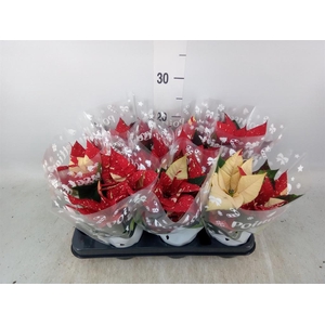 Euphorbia pulc. 'Primero Glitter'