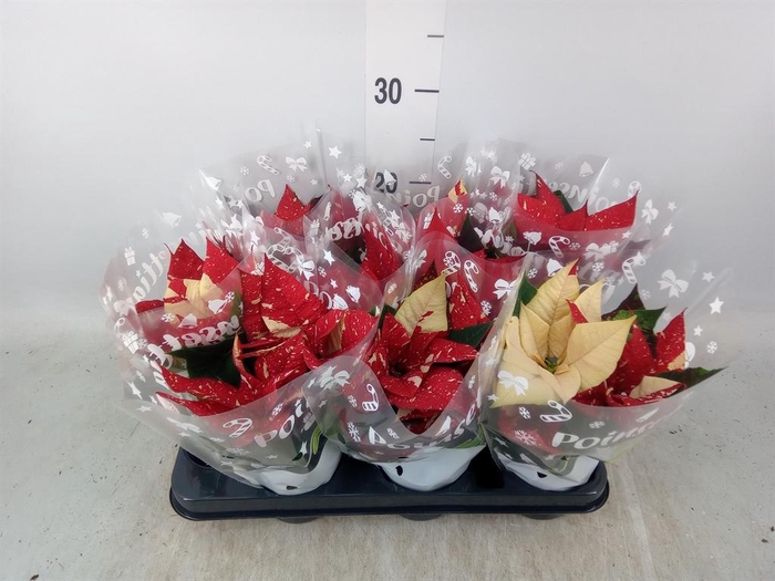 <h4>Euphorbia pulc. 'Primero Glitter'</h4>