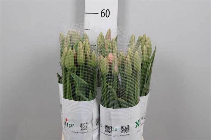 <h4>Tu En Swarovski</h4>