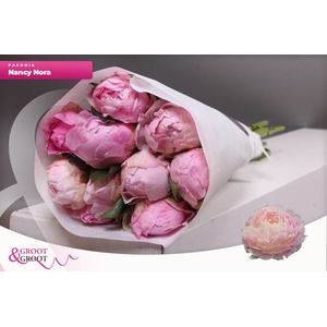 Paeonia Nancy Nora | Heavy Quality