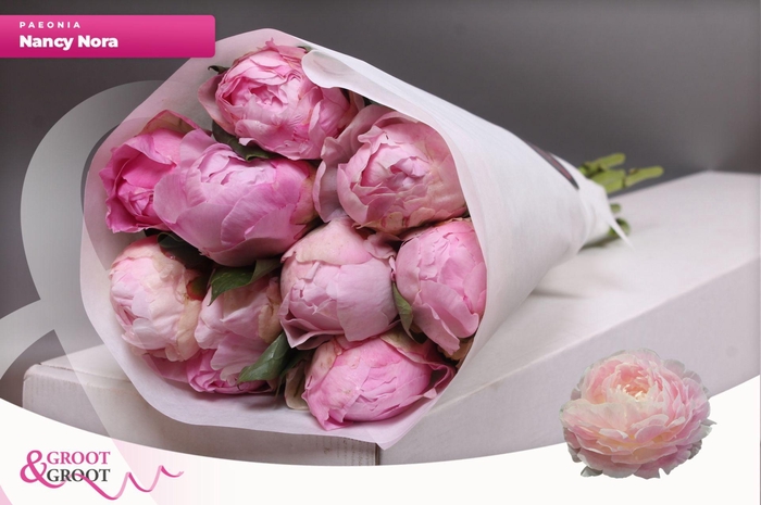 <h4>Paeonia Nancy Nora | Heavy Quality</h4>