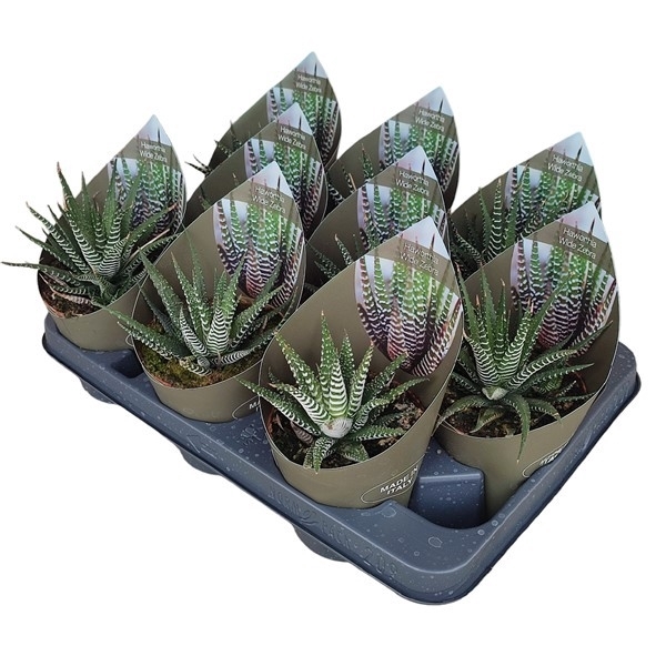 <h4>HAWORTHIA WIDE ZEBRA- POT Ø 10,5 WITH POTCOVER (SUCCULENTEN)</h4>