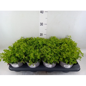 Origanum vulgare