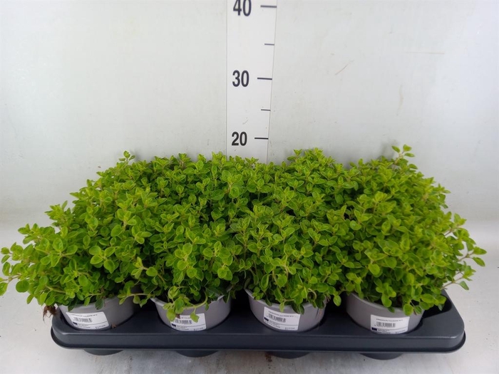 <h4>Origanum vulgare</h4>