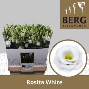 Lisianthus Rosita White