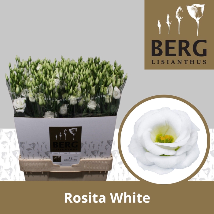 <h4>Lisianthus Rosita White</h4>