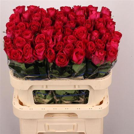 <h4>R Gr Madam Cerise</h4>