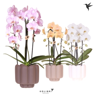Kolibri Orchids Phalaenopsis Cascade Niagara Fall mix 2 spike in Retro pot sand mix