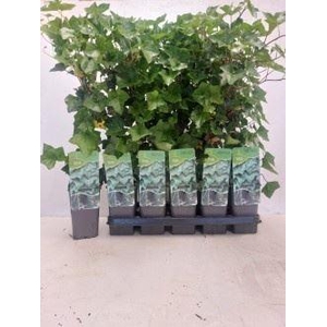 Hedera hibernica tuin