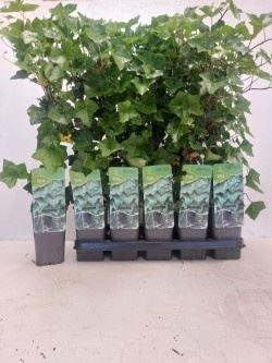 <h4>Hedera hibernica tuin</h4>