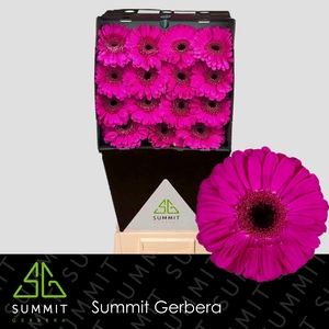 Gerbera Zico Diamond