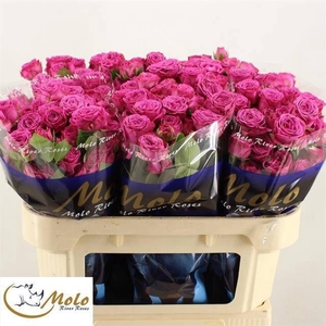 R TR CLAS SENSATION@