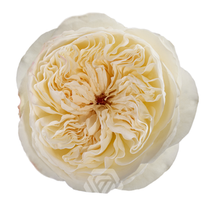 R GR VICKY GARDEN