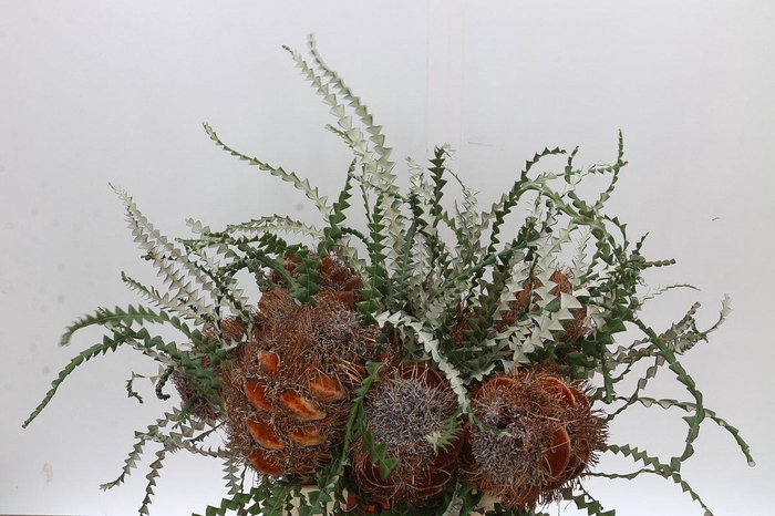 <h4>Banksia Speciosa Cones Hairy</h4>