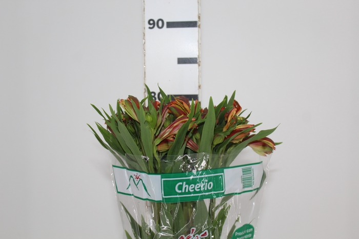 <h4>ALSTROEMERIA CHEERIO 080 CM</h4>