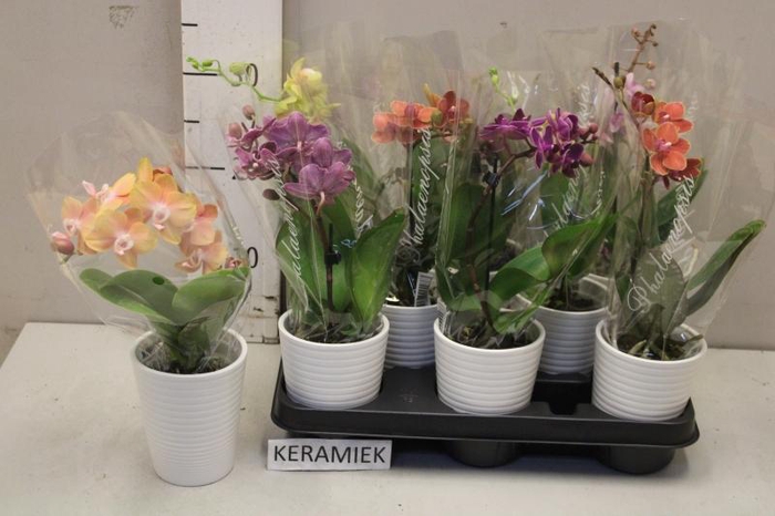 <h4>ARR PHAL 1 TAK</h4>