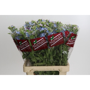 Oxypetalum Tweedia Blue