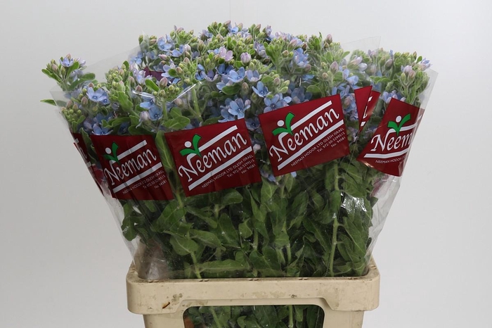 <h4>Oxypetalum Tweedia Blue</h4>